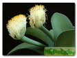 Haemanthus L.