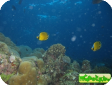 Chaetodon semeion 