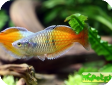 Melanotaenia boesemani