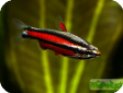 Nannostomus trifasciatus