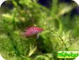 Badis badis