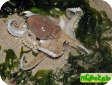 Octopus sp.
