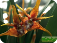 Maxillaria