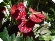 Anthurium