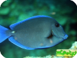 Acanthurus coeruleus 