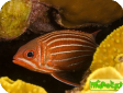Sargocentron diadema 