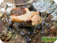 Theloderma asperum