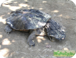 Chelus fimbriatus