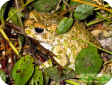 Bufo viridis