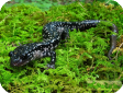 Plethodon glutinosus