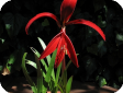 Sprekelia