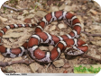 Lampropeltis triangulum syspila