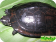 Siebenrockiella crassicollis (Черная пресноводная) 