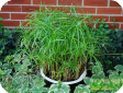 Cyperus