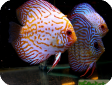 Symphysodon discus