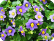 Exacum L.
