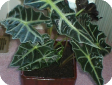 Alocasia