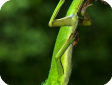 Bronchocela cristatella