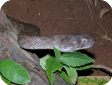 Madagascarophis colubrinus
