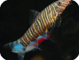 Botia striata