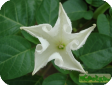 Datura