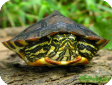 Trachemys scripta