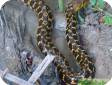 Xenochrophis piscator