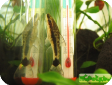 Otocinclus vittatus