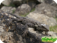 Agama caucasica (Агама кавказская)