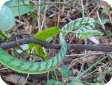 Ahaetulla nasuta