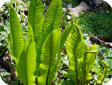 Asplenium