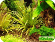 Blyxa japonica