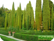 Cupressus