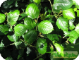 Cissus
