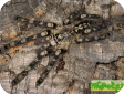 Poecilotheria subfusca  