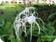 Hymenocallis