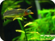 Pseudomugil furcatus