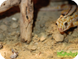Teratoscincus scincus