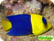 Centropyge bicolor 