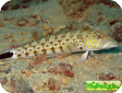 Parapercis hexophthalma 