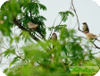 Estrilda troglodytes
