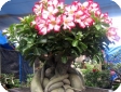 Adenium