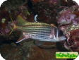 Neoniphon sammara 
