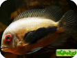 Uaru amphiacanthoides