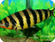 Leporinus fasciatus