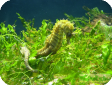 Hippocampus guttulatus
