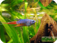 Macropodus opercularis