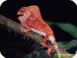 Corytophanes cristatus