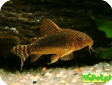 Corydoras elegans