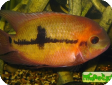 Hypselecara temporalis